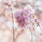 painted pink