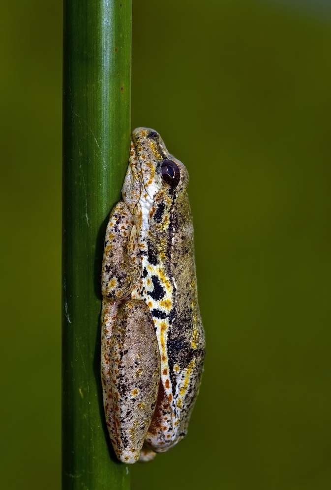 Painted Reed Frog