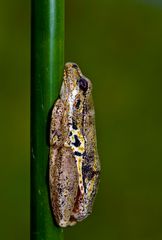 Painted Reed Frog