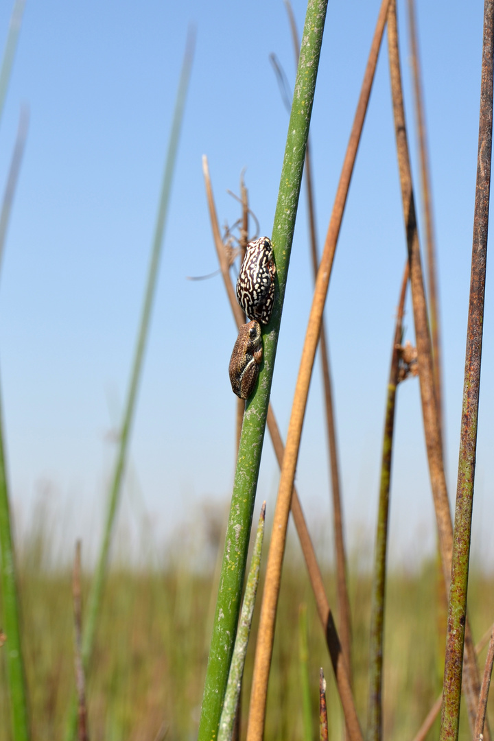 Painted Reed Frog (Hyperolius marmoratus)