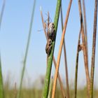 Painted Reed Frog (Hyperolius marmoratus)