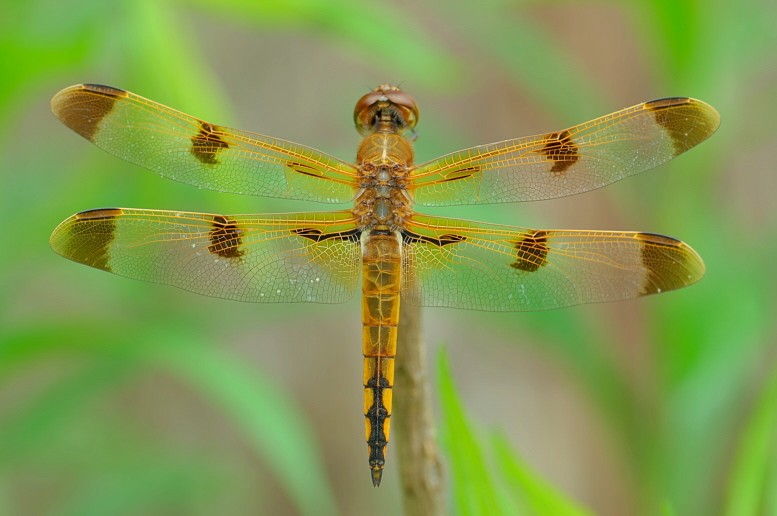 Painted Skimmer - Libellula semifasciata