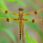 Painted Skimmer - Libellula semifasciata