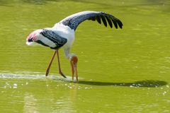 Painted Stork