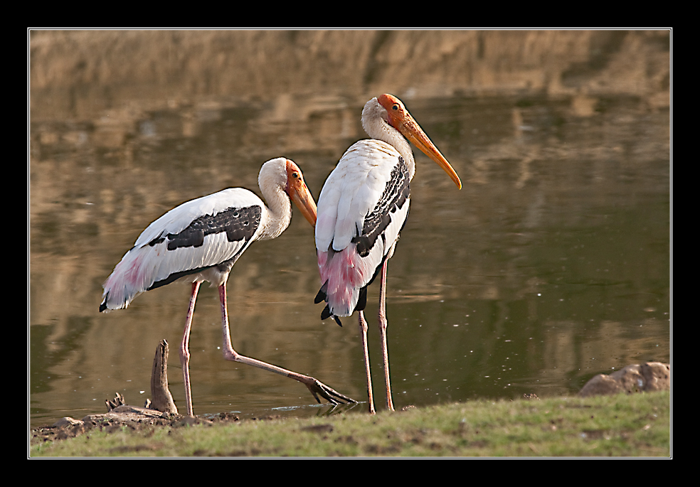 Painted Stork