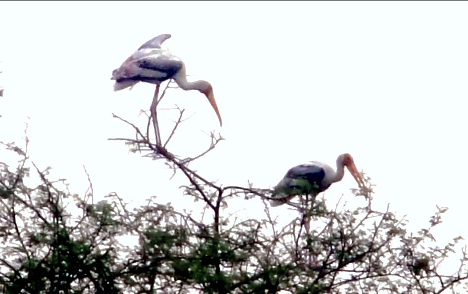 Painted Stork