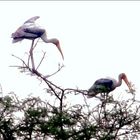 Painted Stork