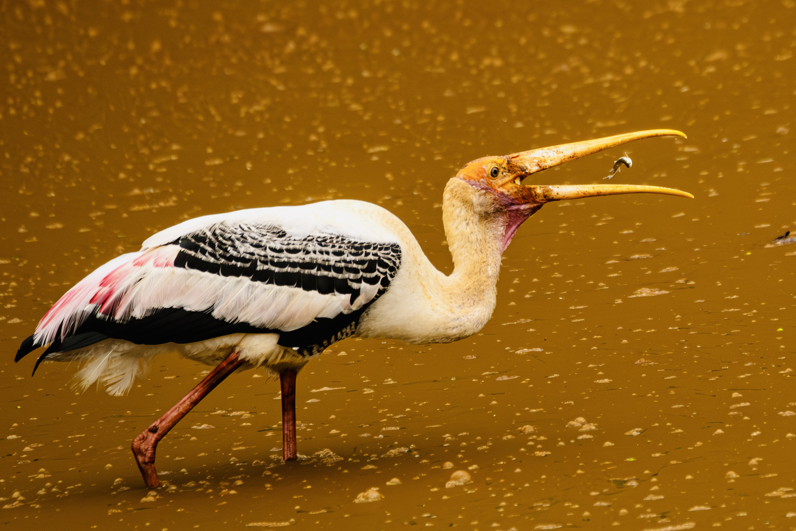 Painted Stork catching a small fish