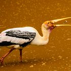 Painted Stork catching a small fish