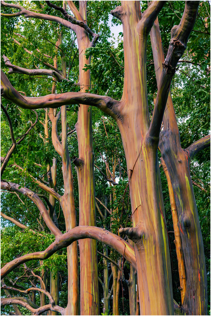 Painted Trees Maui Hawaii