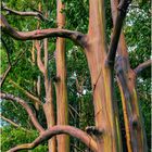 Painted Trees Maui Hawaii