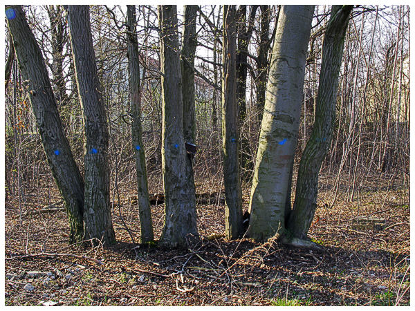 painted trees_9578