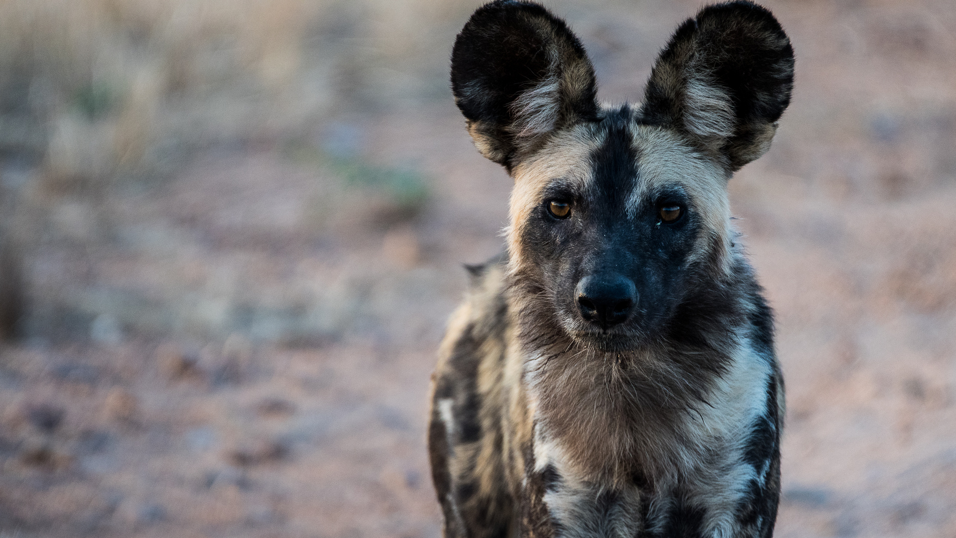 Painted Wolf, Sambia