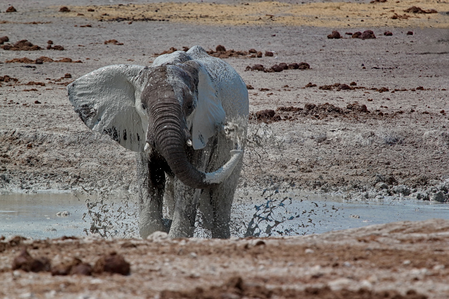 Painting  Elephant