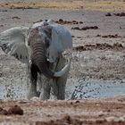 Painting  Elephant