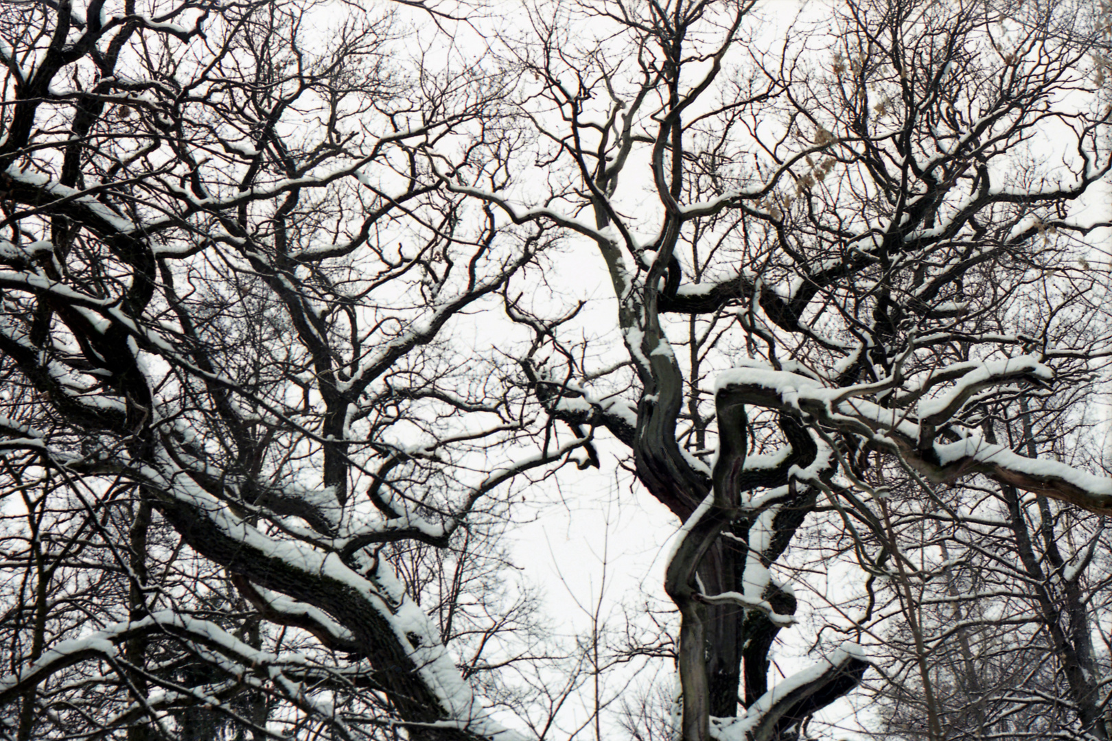  Painting winter and trees