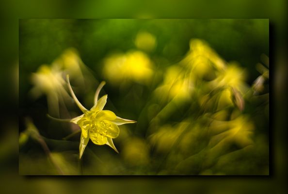 .....painting with the camera 2.....