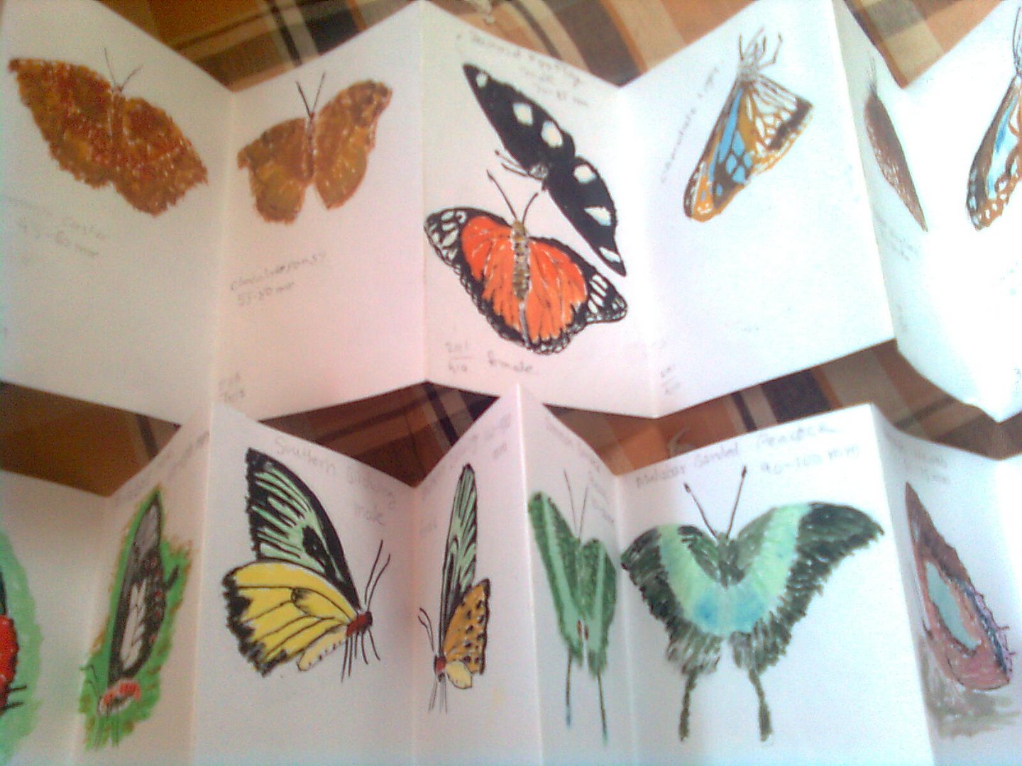 Paintings of butterflies
