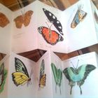 Paintings of butterflies