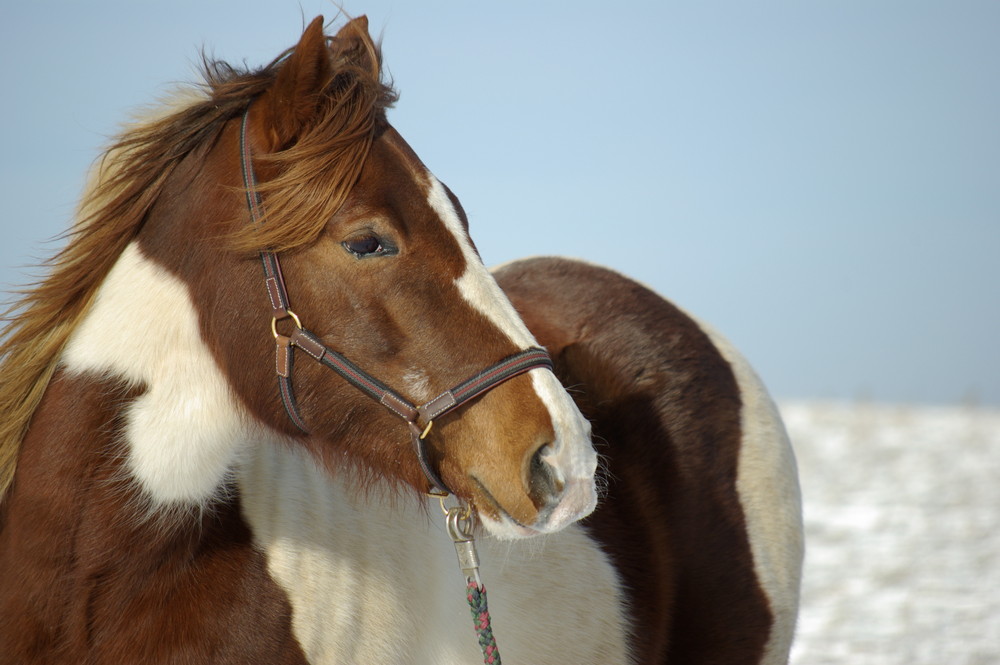 Paintstute Daisy im Schnee