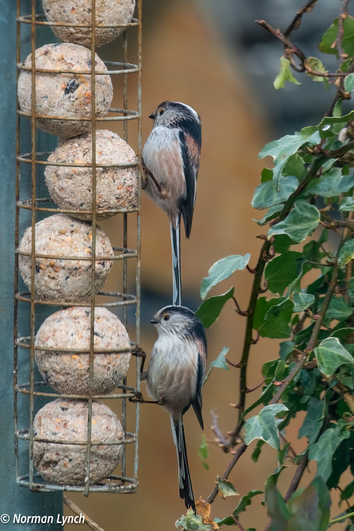 Pair Long- Tailed -Tits-