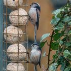 Pair Long- Tailed -Tits-