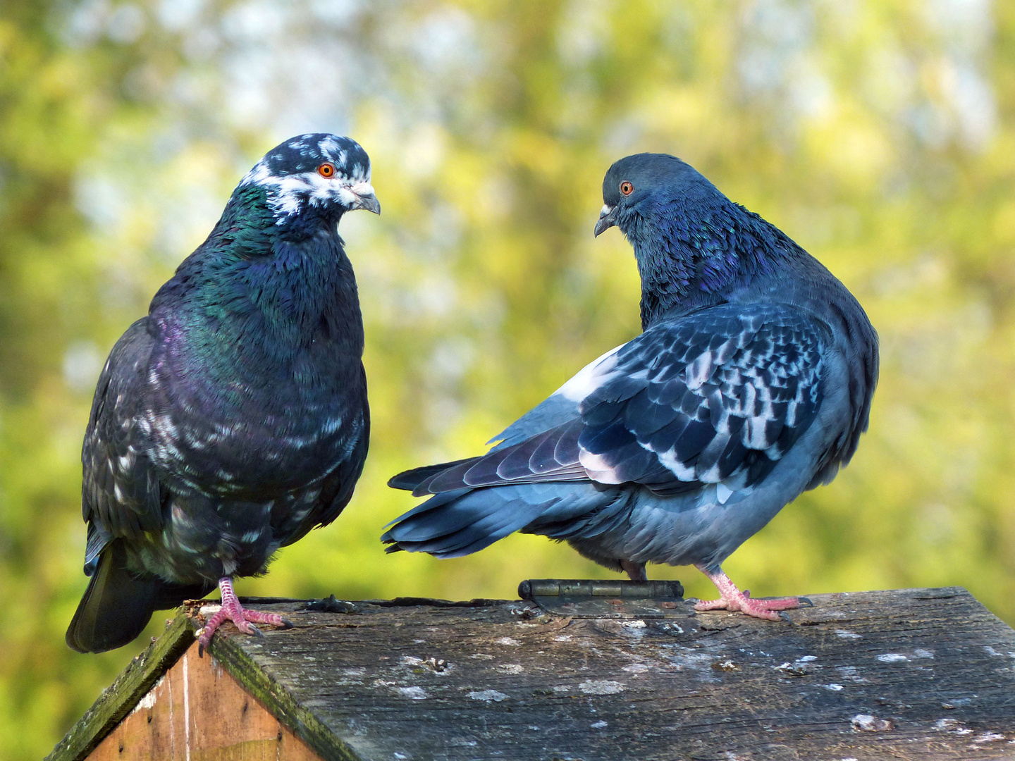 ... pair of beautiful pigeons