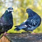 ... pair of beautiful pigeons