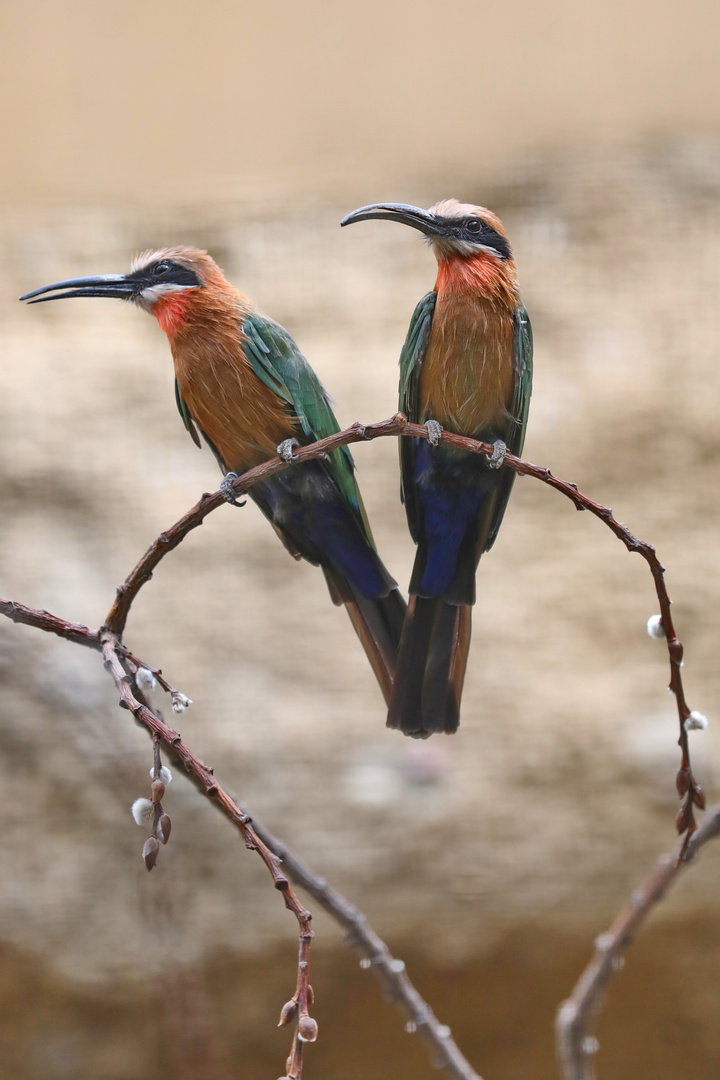 Pair of Bee Eaters