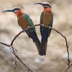 Pair of Bee Eaters