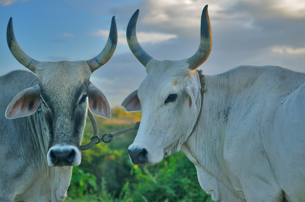 Pair of Cuban buffalos