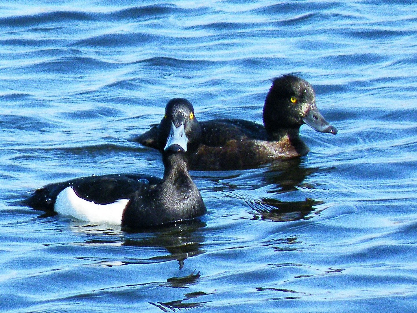 Pair of ducks