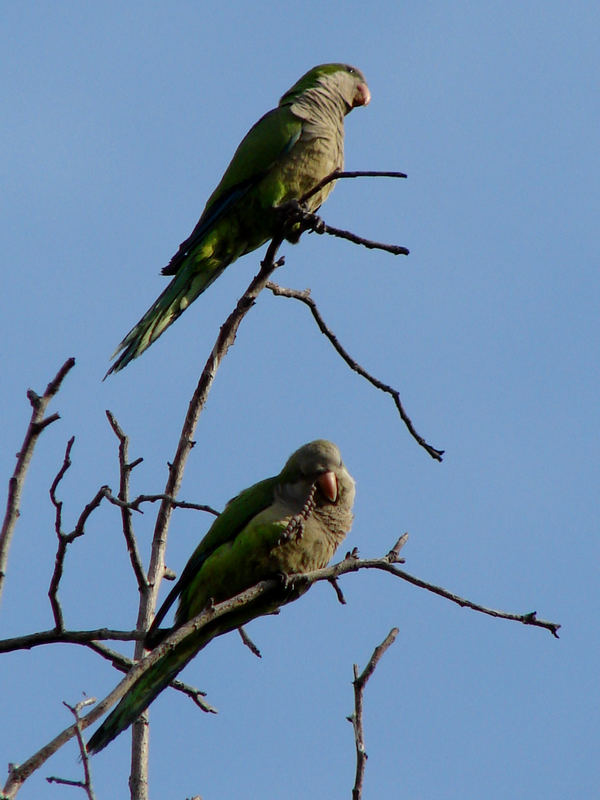 Pair of parrots.