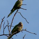 Pair of parrots.