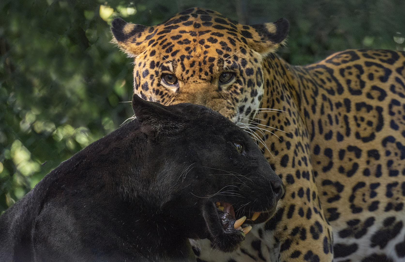 Paire de "big cats" (Panthera pardus, léopard)