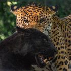 Paire de "big cats" (Panthera pardus, léopard)