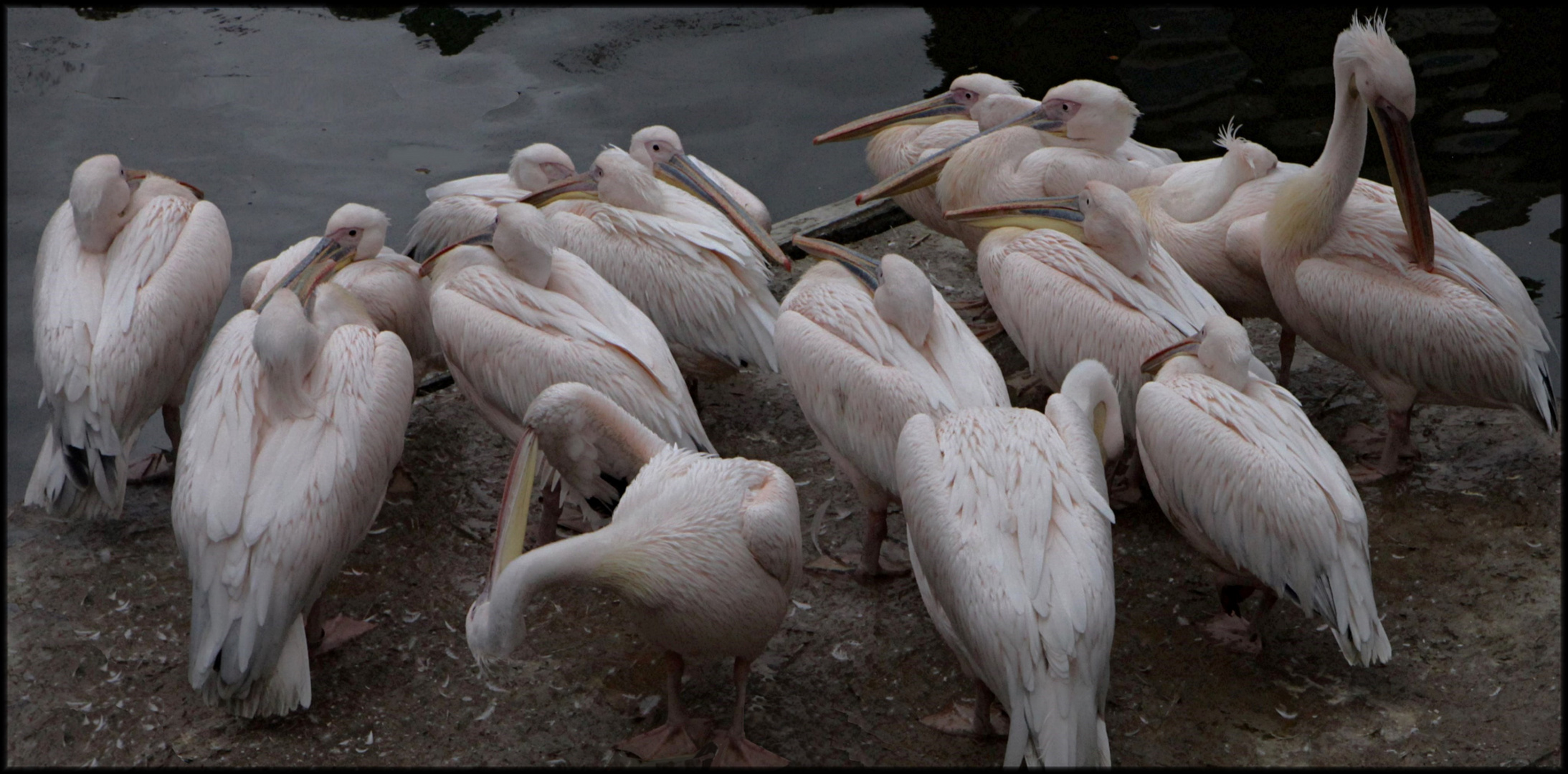 PAIRI DAIZA LES PELICANS OPUS 2 ORIGINAL JPEG