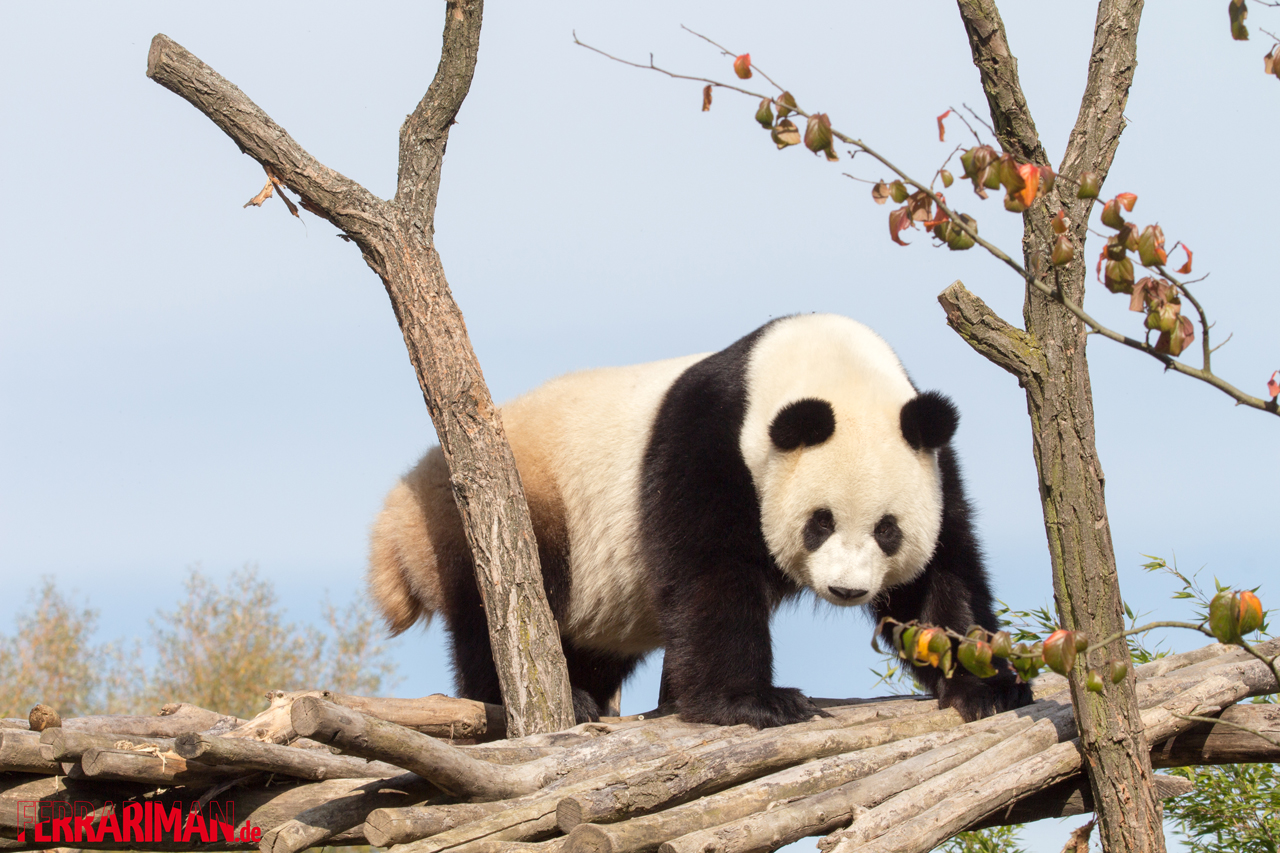 Pairi Daiza Pandabär - Hao Hao