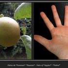 Pairs of “Apples” - “Palms”