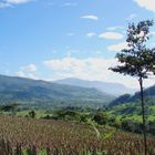 Paisaje bucolico