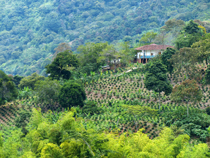 Paisaje cafetero en Génova, Quindío, colombia