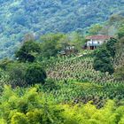 Paisaje cafetero en Génova, Quindío, colombia