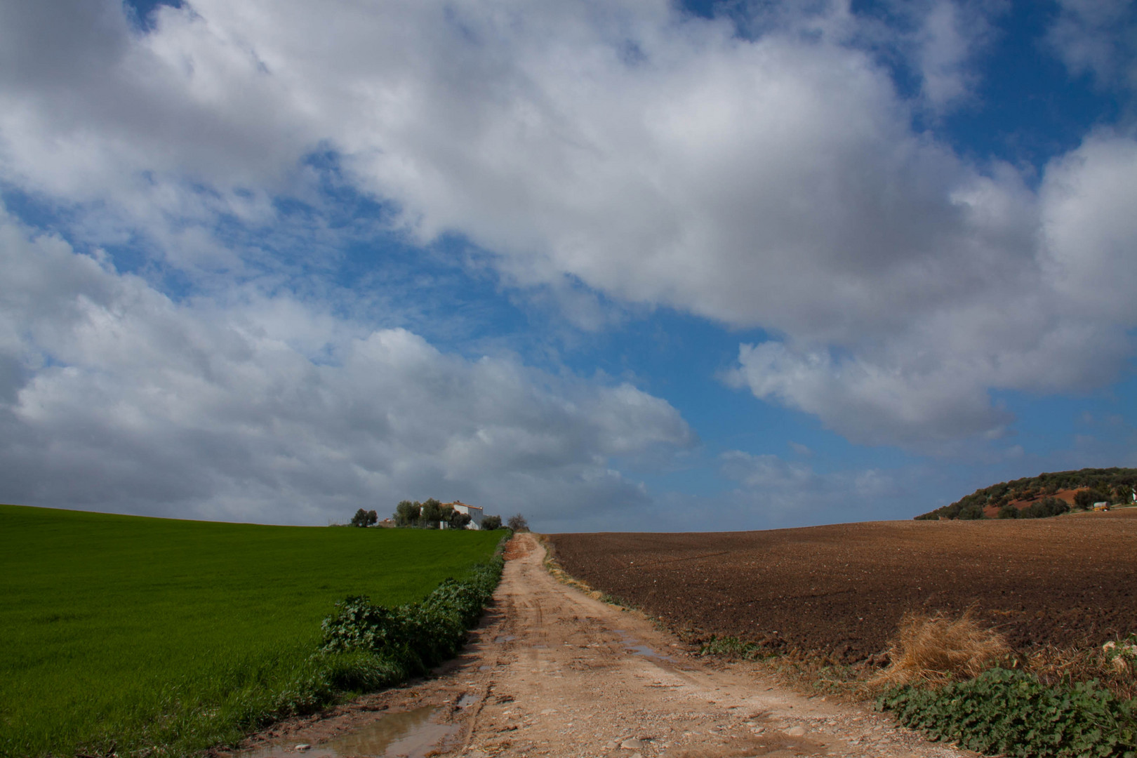 Paisaje campestre de Montellano 2