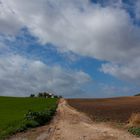 Paisaje campestre de Montellano 2