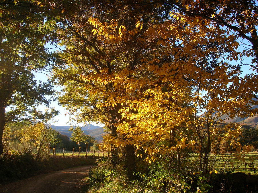 Paisaje campurriano.