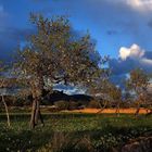 Paisaje con almendros