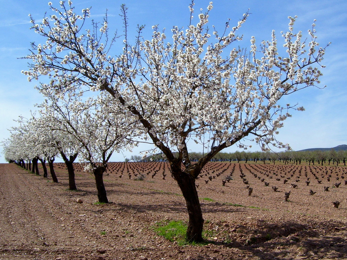 PAISAJE CON ALMENDROS EN FLOR...FERNANDO LÓPEZ   fOTOGRAFÍAS...