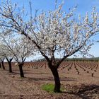 PAISAJE CON ALMENDROS EN FLOR...FERNANDO LÓPEZ   fOTOGRAFÍAS...