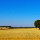 Paisaje con árbol.