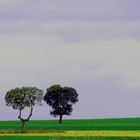 Paisaje con árboles.